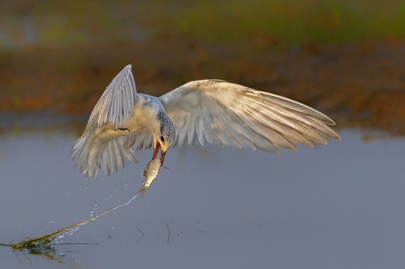 nature,tern,bird,prey, preditor,  Successful attemptphoto preview