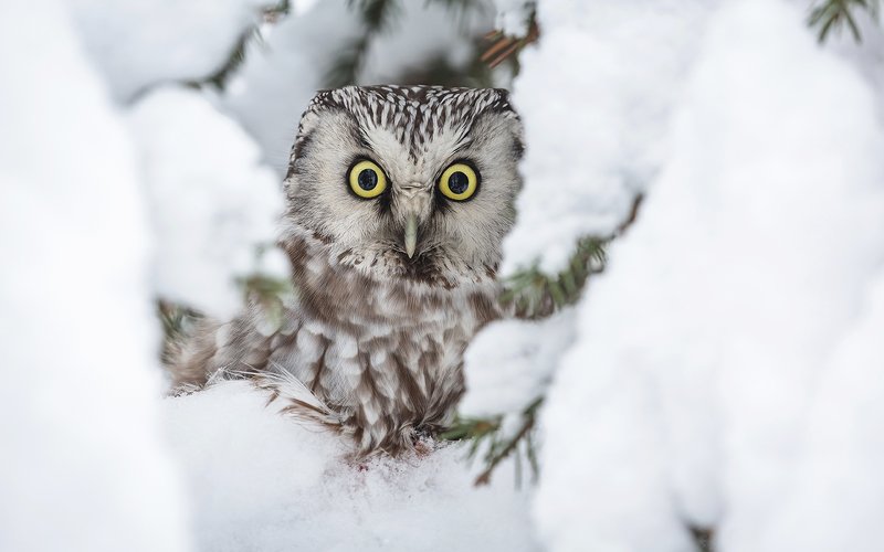 птица, дикая птица, хищная птица, орнитология, дикая природа, фотоохота, , сыч, сыч мохноногий, зима. охота, фотоохота, мышь Портрет в снежной рамке. Сыч мохноногий.photo preview
