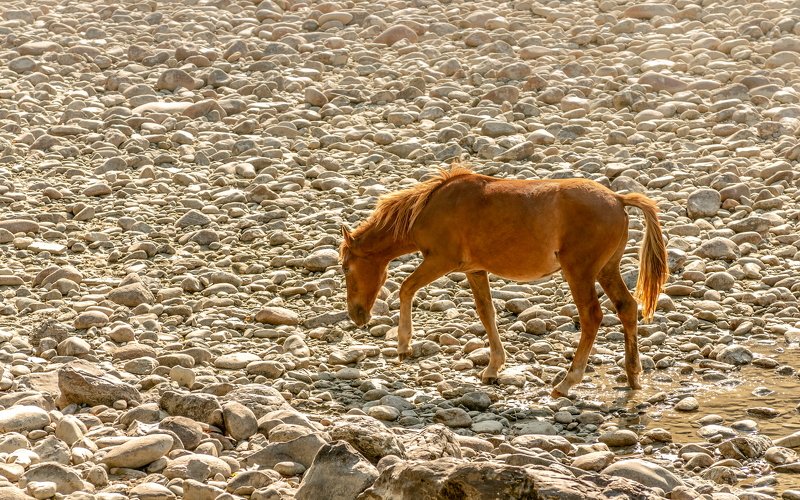 горы, алтай, горный алтай, ник васильев, красота, конь, лошадь, утро, Золотая лошадь.photo preview