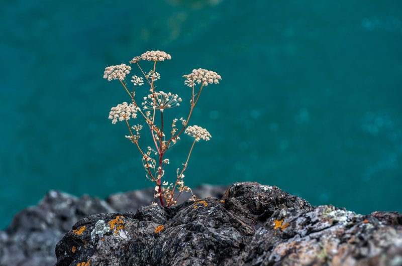 горы, алтай, горный алтай, ник васильев, красота, река, катунь, цветы, бирюза, Катуньский букет.photo preview