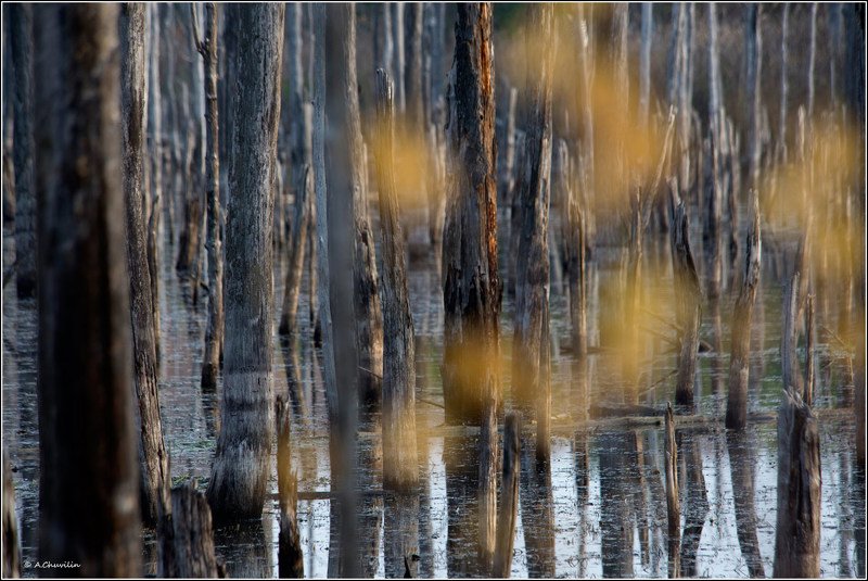 Грустный осенний лесphoto preview