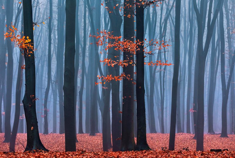 киев, украина, туман, лес ***photo preview