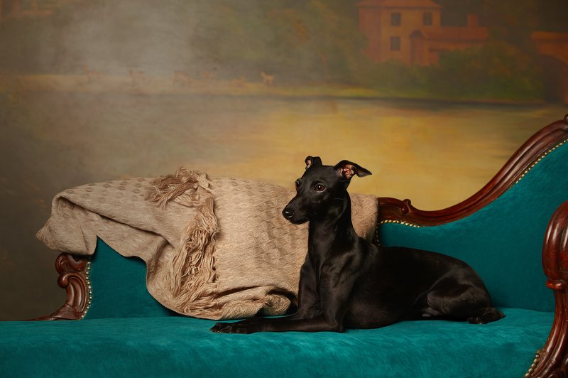 левретка, студийка, черный,  Онегинphoto preview