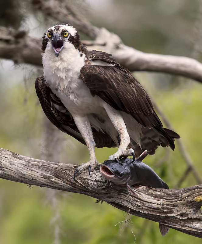 скопа, osprey, florida, флорида, хищные птицы Скопа с добычей - Osprey with Catfishphoto preview