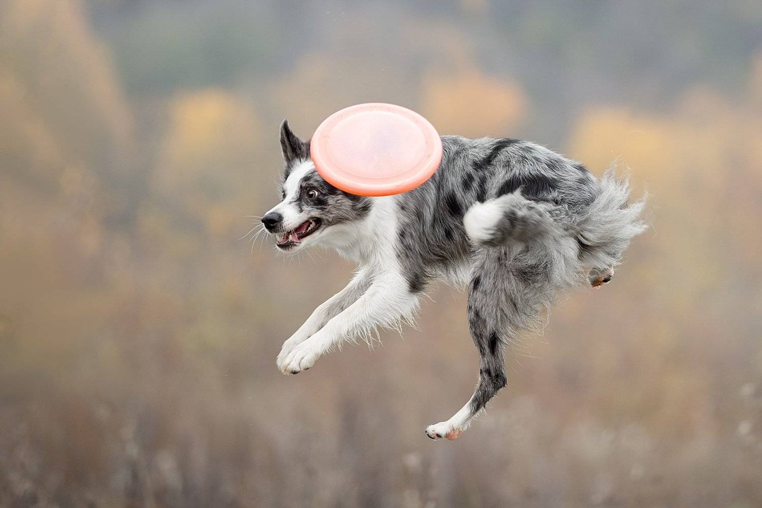 , Светлана Писарева