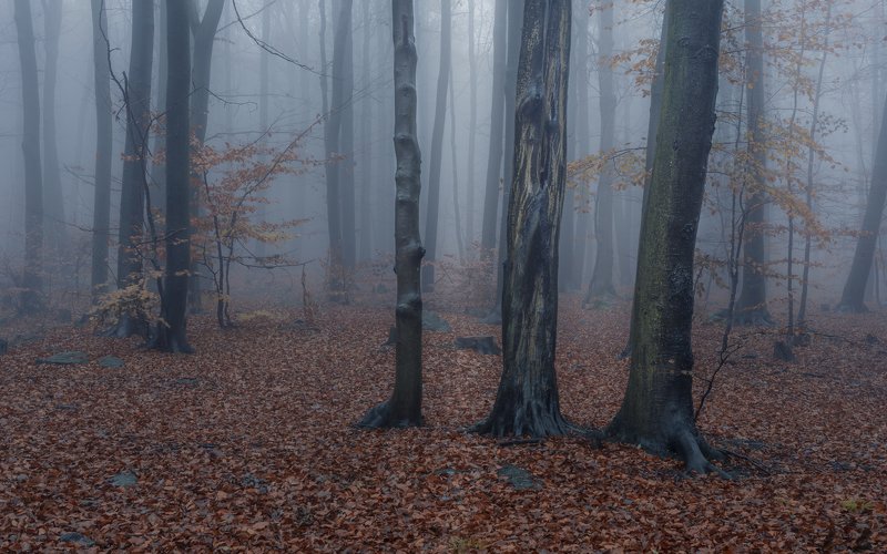 forest, rain, green, trees, autumn, fog, misty Misty forestphoto preview