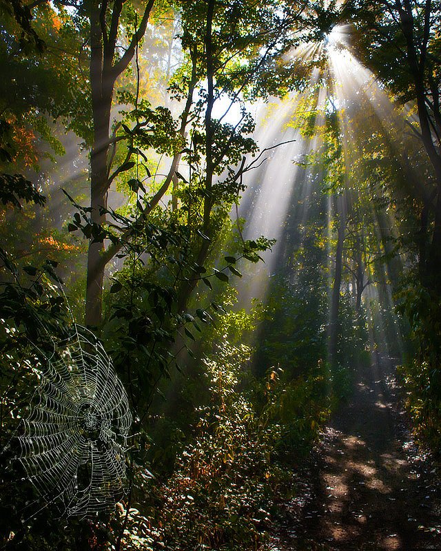 Утром в лесуphoto preview