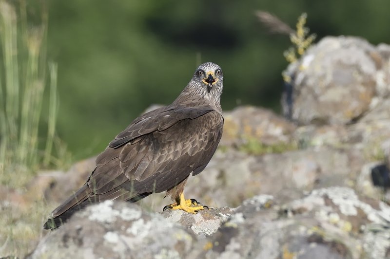 птицы birds Milvus migransphoto preview