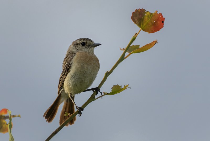 Черноголовый чекан ../Saxicola rubicola/photo preview