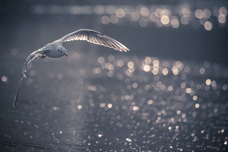 Gull фото превью