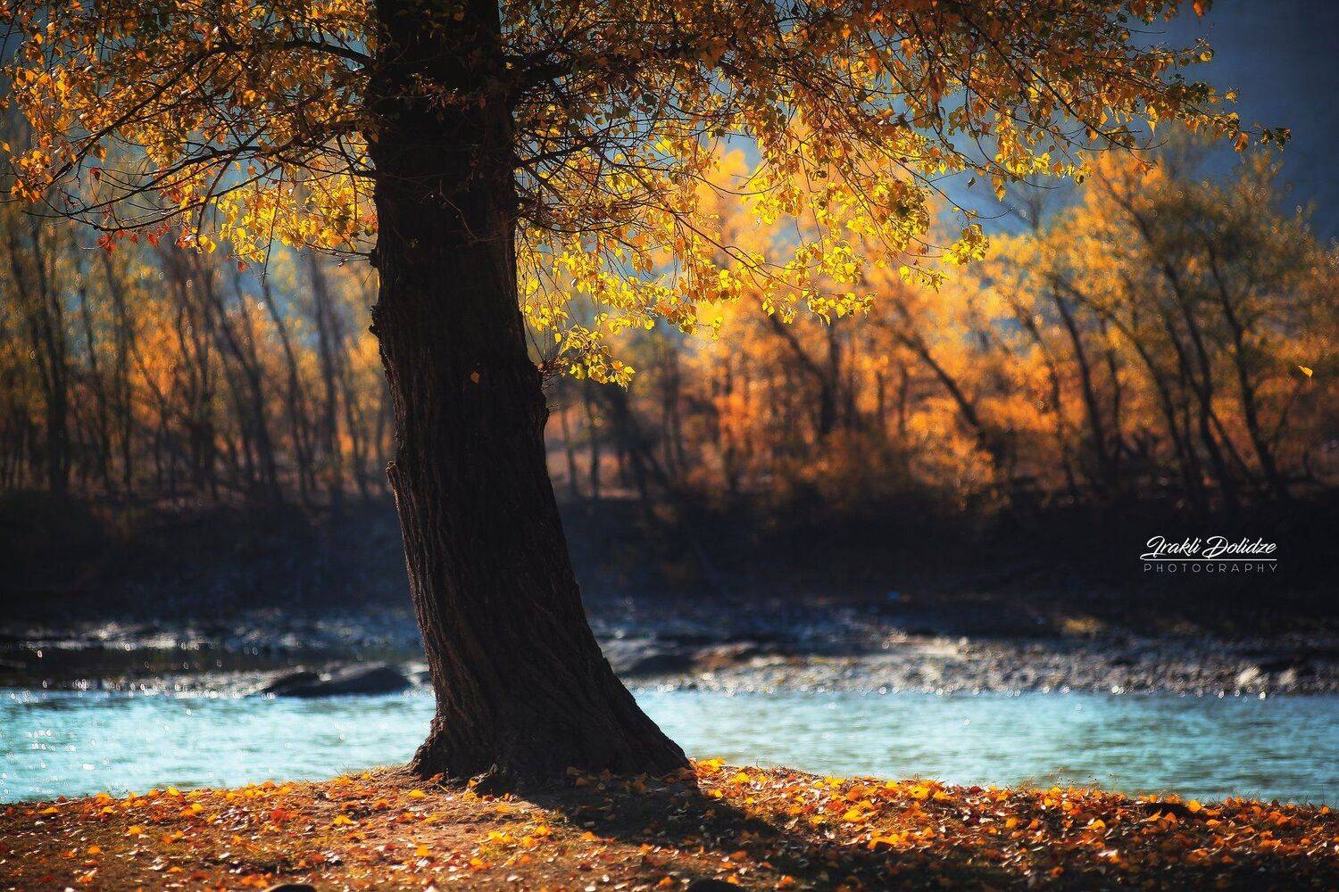 пейзаж, кавказ, природа, путешествия, осень, autumn, landscape, photography, outdoor, tree, colors, bokeh, river, walking, mountain, ირაკლი დოლიძე
