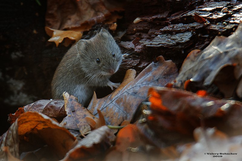 Горячие листья ноябряphoto preview