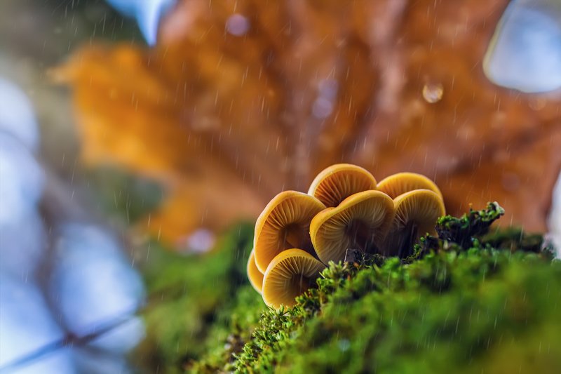 трава,свет,лес,деревья,облака,ветки,небо,гриб ***photo preview