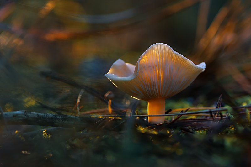 трава,свет,лес,деревья,ветки,небо,гриб,блики,тени ***photo preview