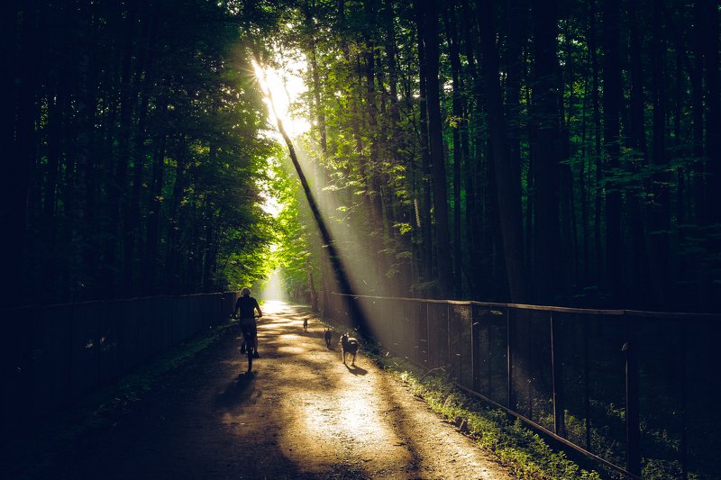 парк, тимирязевский, луч, свет, рассвет Утро в Тимирязевском фото превью