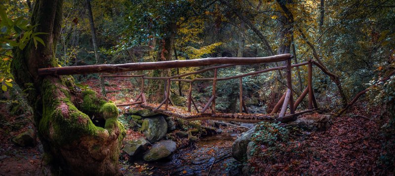 Вечером в лесуphoto preview