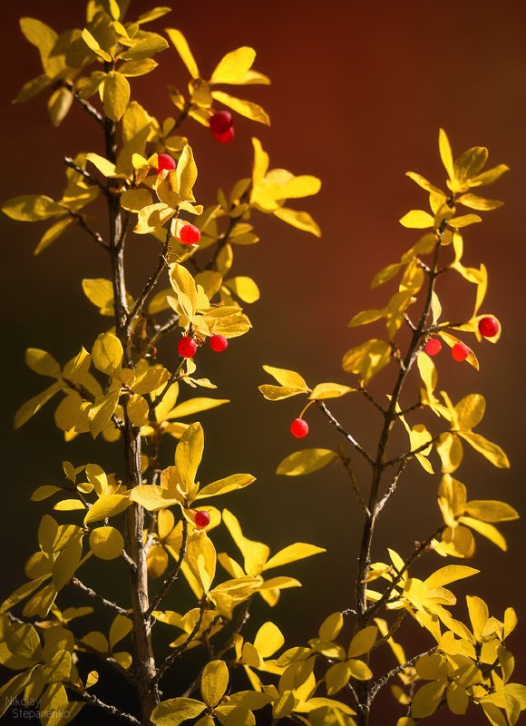 алтай, осень, горы, озёра, курай, лиственницы Краски, контрасты. Алтай.photo preview