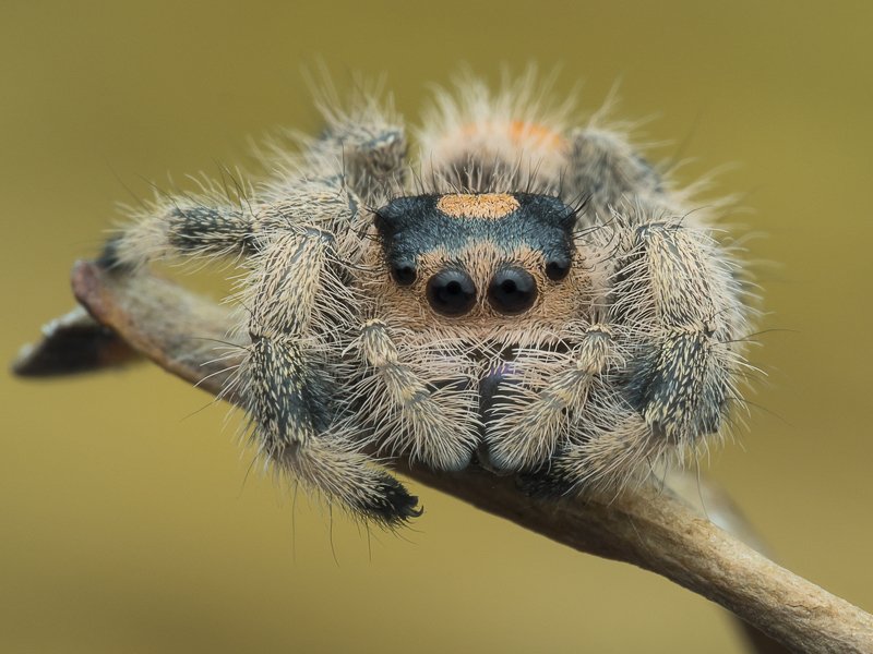 #macro#spider#colors Spider 191122Aphoto preview