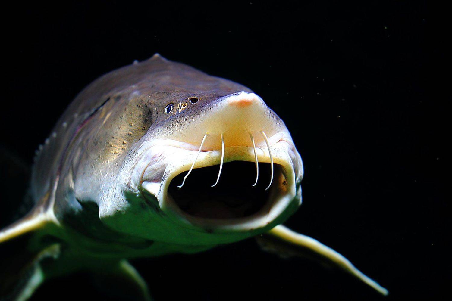 В то время, когда космические корабли бороздят просторы Вселенной.... Автор: Дмитрий Салтыков рыба, рыбка, рыбы, рыбки, осётры, осетры, fishes, underwater, russian, sturgeon, Дмитрий Салтыков