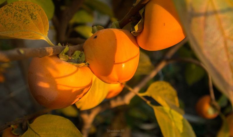 осень Моя Осеньphoto preview