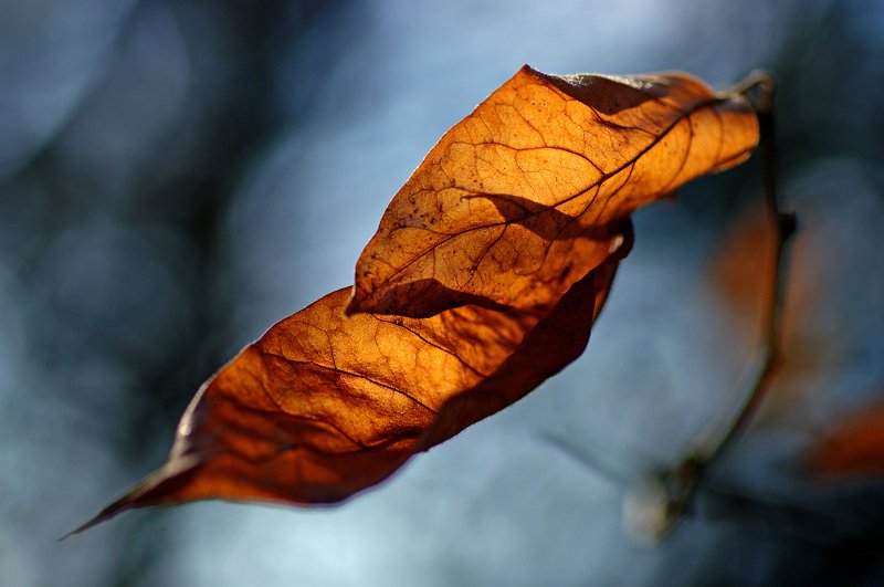 autumn, bright, close-up, color, colors, color-image, leaf, leaves, macro, memory, nature, photography, plant, plants, Bright Memoryphoto preview