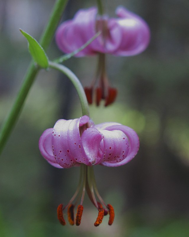 в ботаническом лесуphoto preview