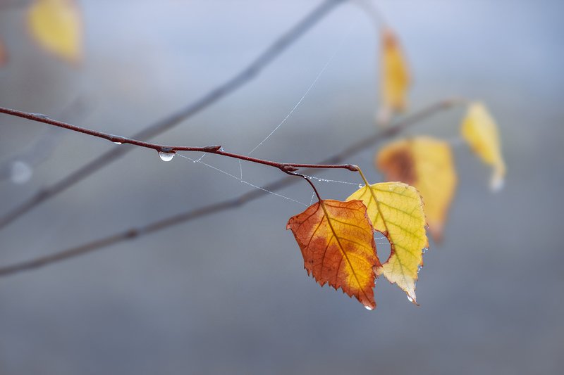 canon 55-250, beautiful, красивый, moment, момент, nature, природа, autumn, осень, осенние, leaves, листья, branch, ветка, birch, береза, droplets, капельки, капли, cobweb, паутинки, fog, туман, Скованные одной цепью…photo preview