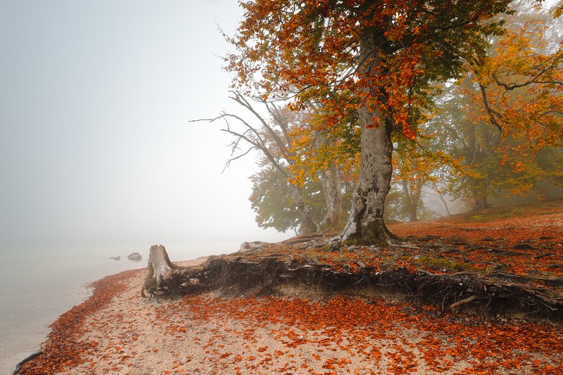 autumn, mood, fog, mist, morning, tree, leaf, lake, water, colour, Autumn structurephoto preview