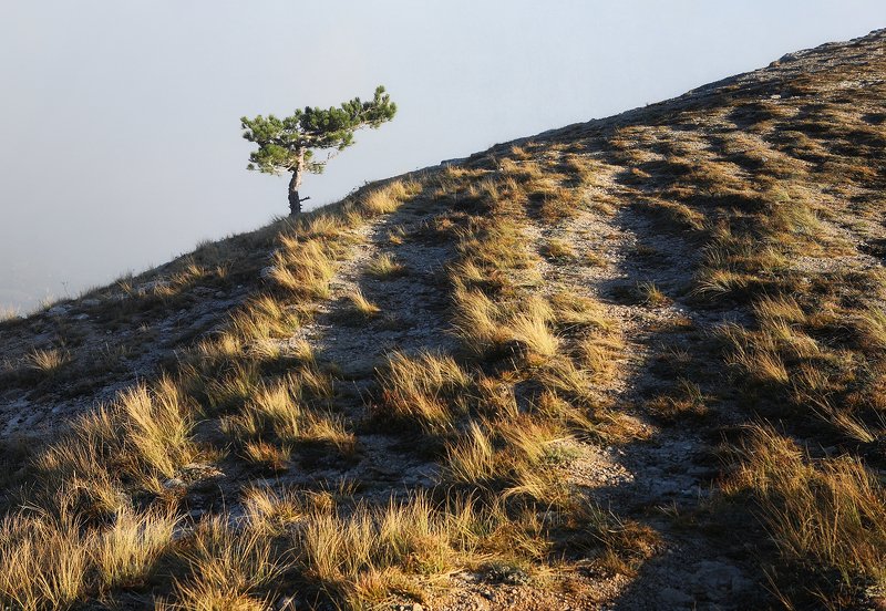 крым, горы, осень, ай-петри, сосна Осенний вечер на Ай-Петри фото превью