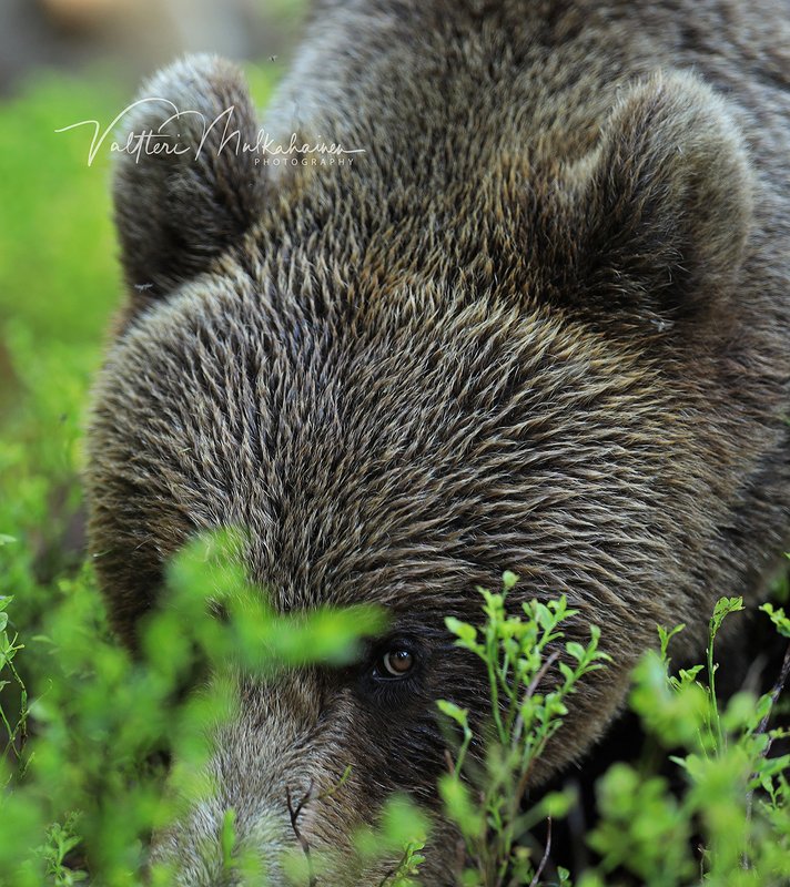 Надеюсь, с мёдом пришёл? фото превью
