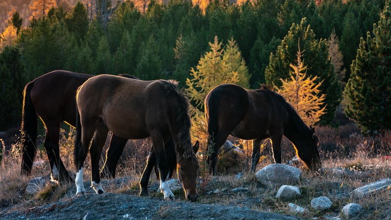 горы, алтай, горный алтай, солнце, утро, рассвет, кони, лошади, животные, красота, ник васильев Кони.photo preview