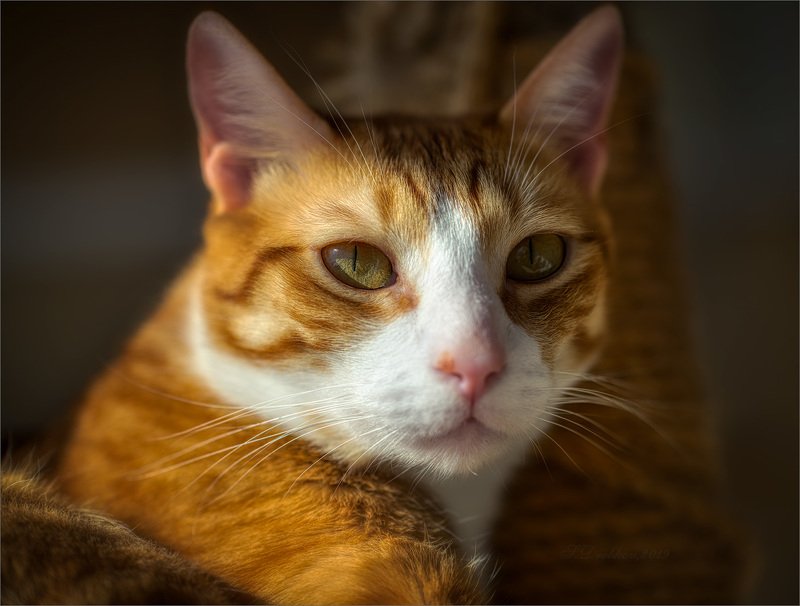 кошки, животные, портрет Портрет на закате дняphoto preview