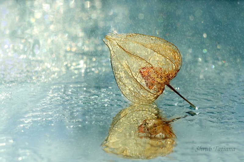 физалис, капли, макро, боке Физалисphoto preview