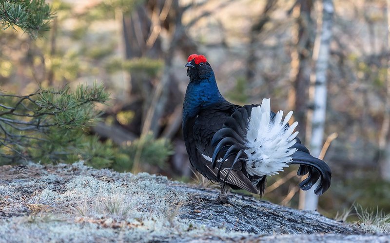 птица, дикая птица,  орнитология, дикая природа, фотоохота, ток, тетеревиный ток, тетерев, весна На тетеревином току.photo preview