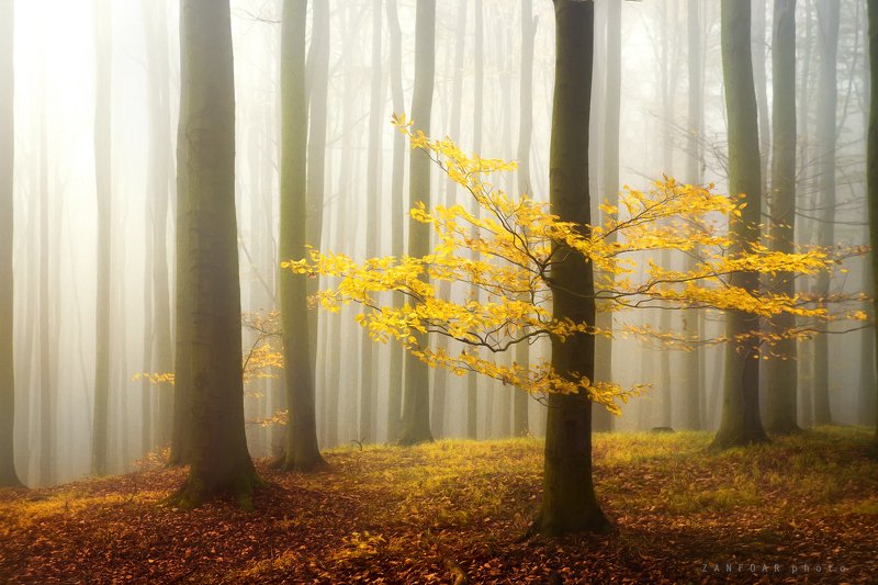 чехия осенний туманphoto preview