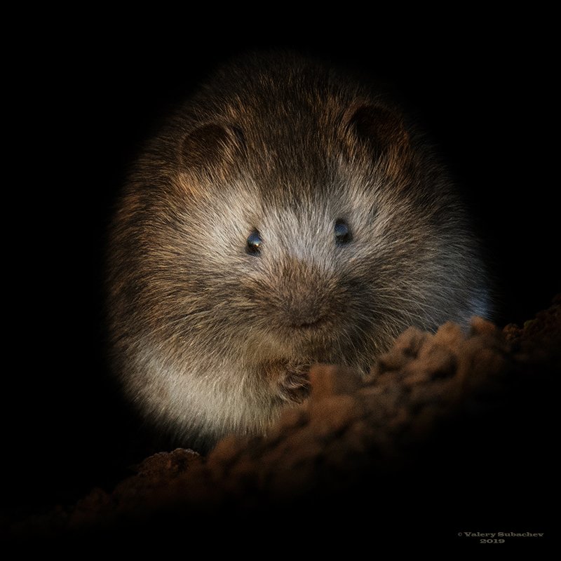 Пандочкаphoto preview