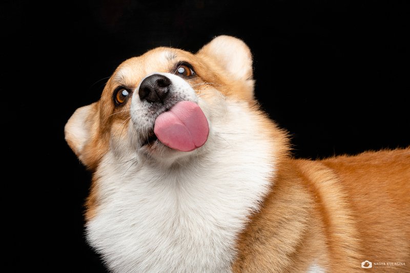 dog, face, lick, tongue, expression, animal, pet  The Lickphoto preview