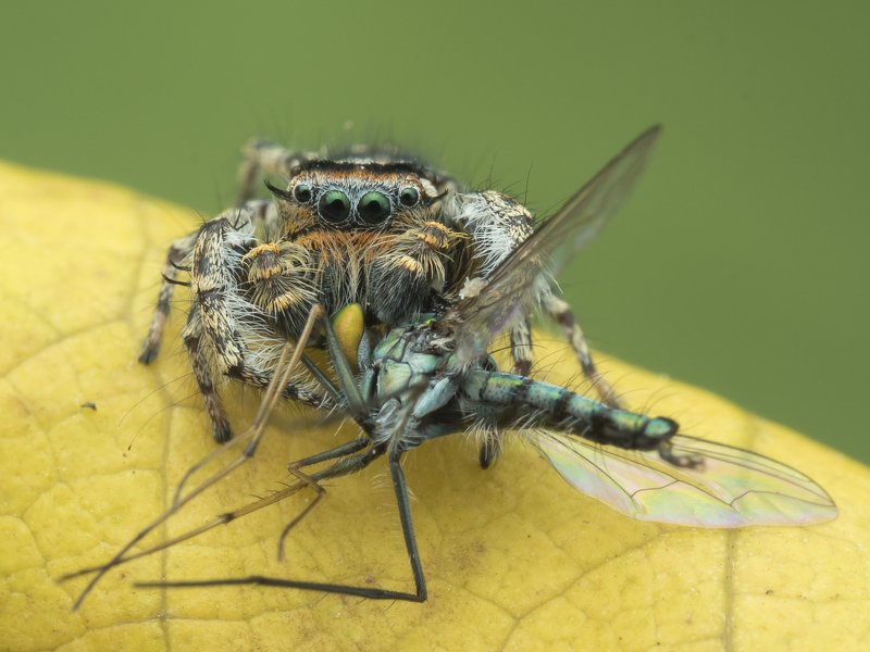 #spider#prey#colors#macro Spider  With Prey 191125Aphoto preview