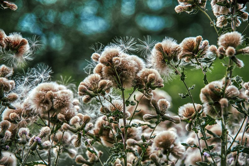 южный, урал, губерля орск, новотроицк ЧЕРТОПОЛОХ.photo preview