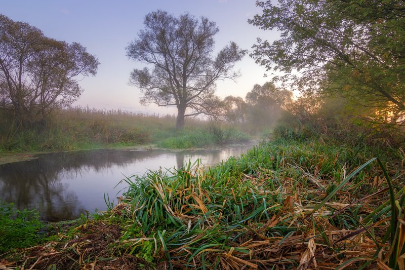 пейзаж, волчья, туман, река, утро Осеннее утро на рекеphoto preview