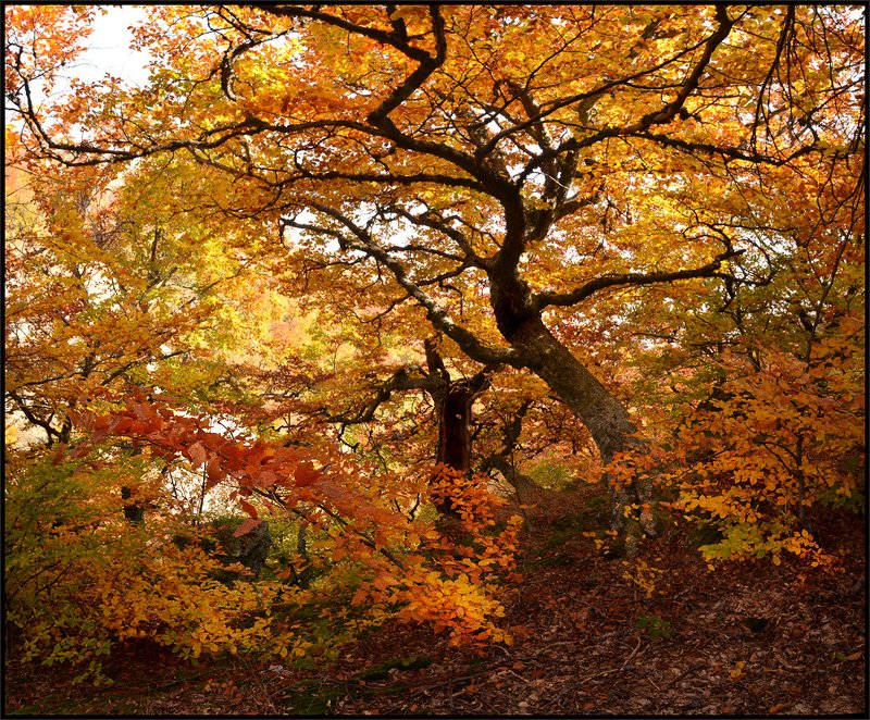 Осень золотая! фото превью