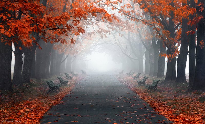 осень, туман, киев, украина ***photo preview