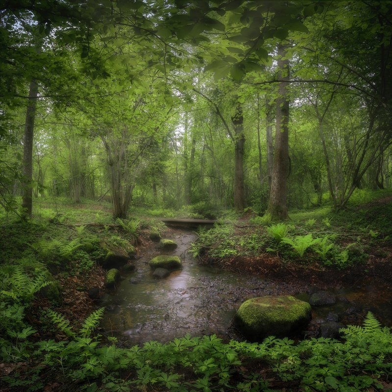 beech trees, beeches, black and white, bourn, Bracken, bridge, brook, Bushes, coppice-wood, fern, Forest, Green, Hampetorp, Leaves, Light rays, moss, nature, Nature Reserve, Nature Reserve Derbol, Nordic Light, outdoors, path, Reflections, Rock, Scandinav Fairy Landphoto preview
