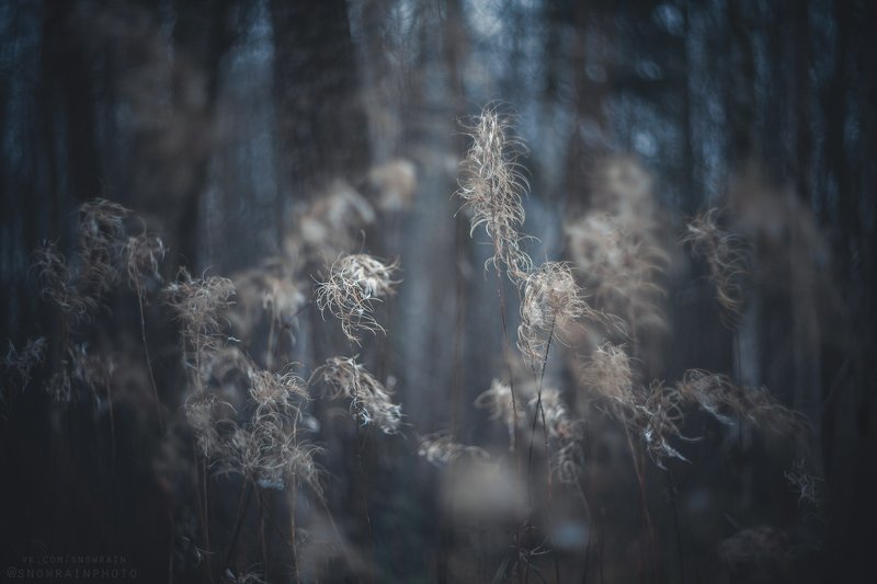 природа, путешествия, travel, wildlife, nature, landscape, canon, colours, helios40 Поздняя-поздняя осень IIphoto preview