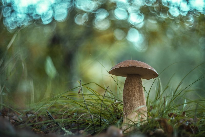 mushroom, bolletus, nature, light, bokeh Rain of lightphoto preview