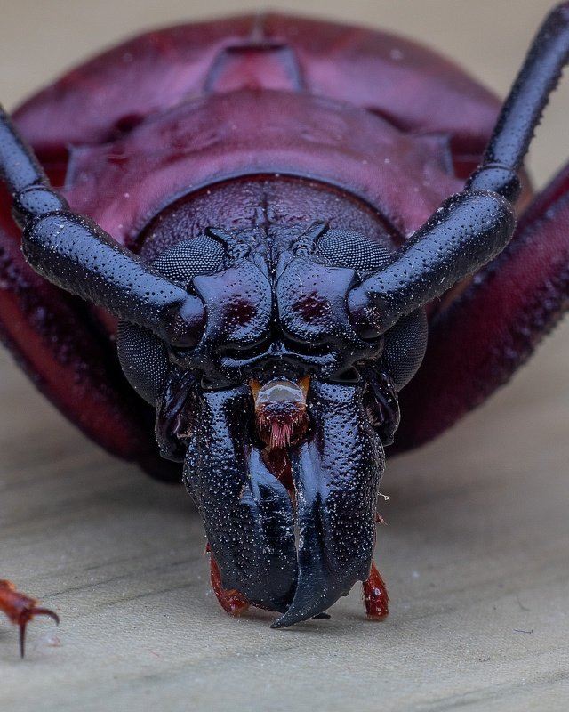 macro photography Longhorn beetlesphoto preview