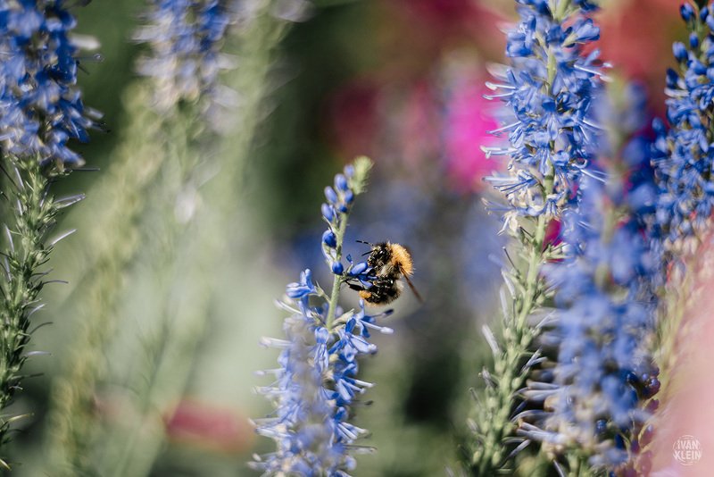 насекомое, насекомые, макро, шмель, пчела, лето, животные, цветы, цветок, природа Шмели и пчелы за работойphoto preview
