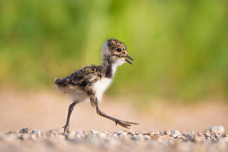 К маме.photo preview