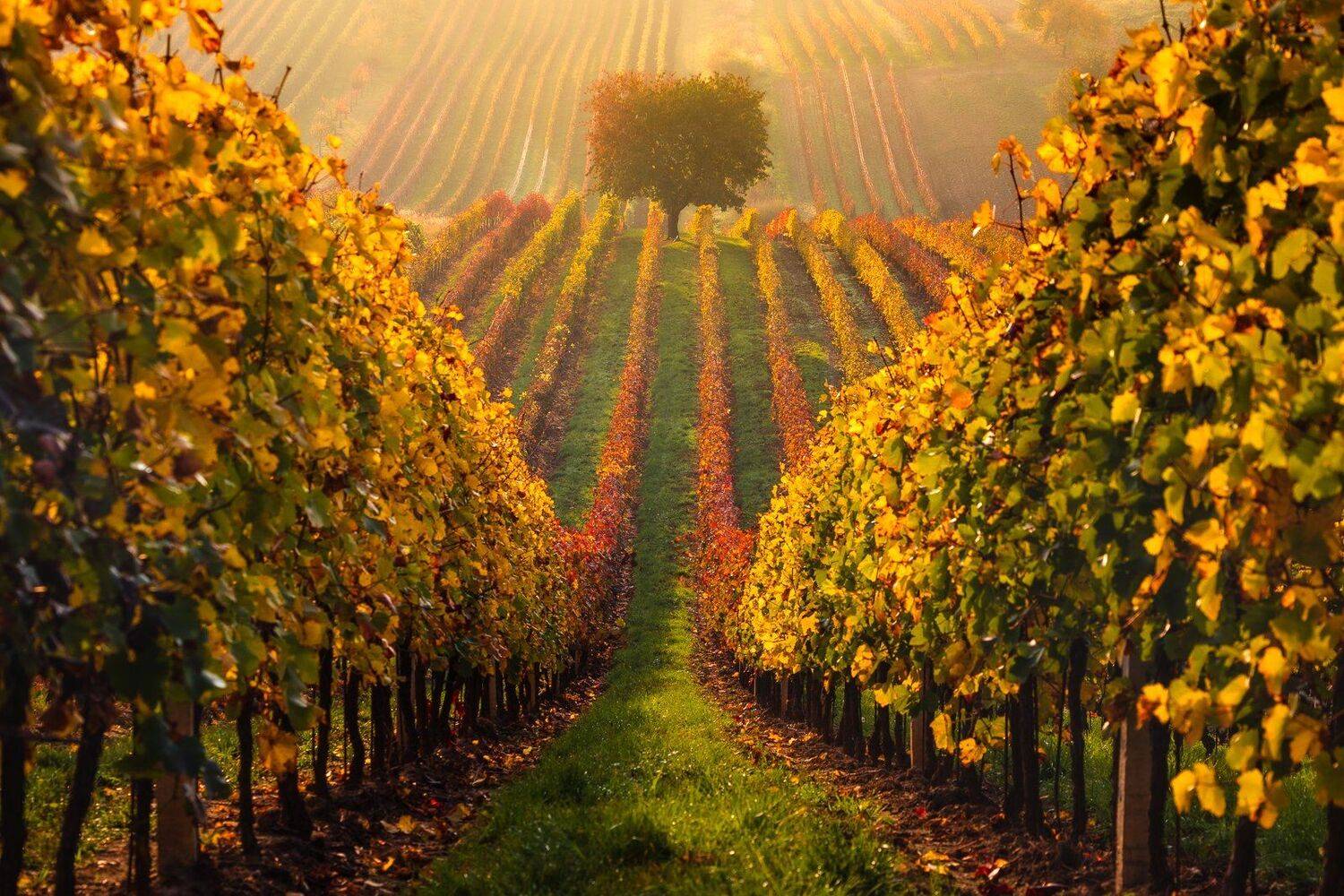 Moravian vineyards. Автор: Pawel Uchorczak , Pawel Uchorczak