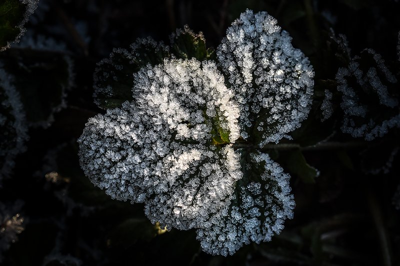 макро,иней,лед,природа,мороз лесные алмазыphoto preview